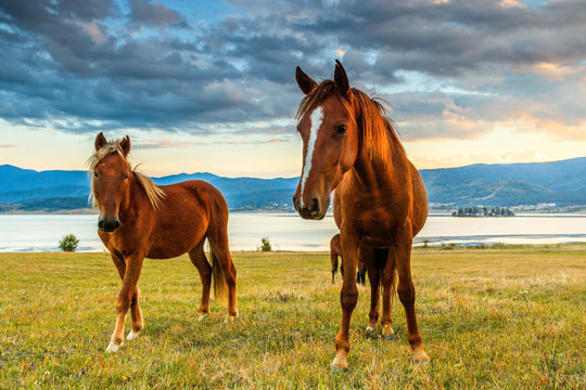 Two curious horses looking at you