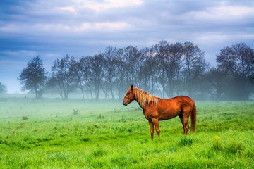 Fototapeta premium Red stallion with golden ruff