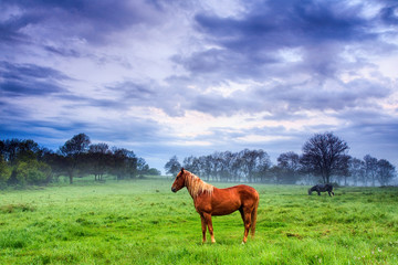 Fototapeta na wymiar Brown horse with a yellow ruff