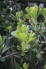 Obraz premium flueggea tinctoria