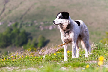 Shepherd dog without a flock