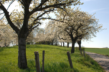 Frühling und Baumblüte im Odenwald