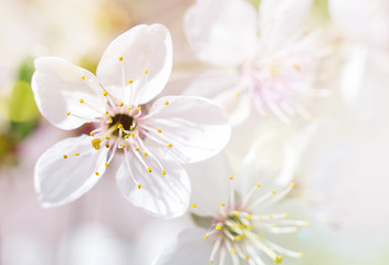 Fototapeta premium Beautiful flowers of the blossoming cherry tree in the spring time/Cherry Blossom