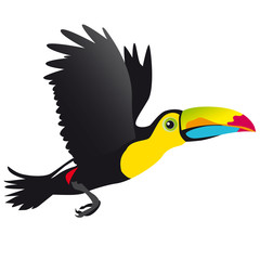 Tukan im Flug © CreativDesign Berns