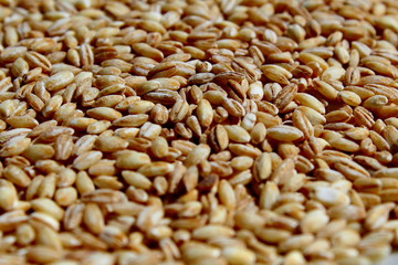 Barley grains