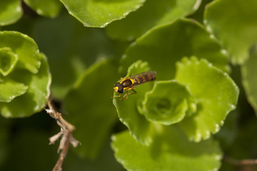 Hover Fly