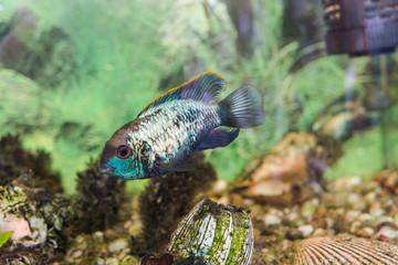 Aquarian fish. Turquoise Okara.