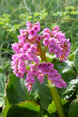 Bergenia Hybriden, Bergenie
