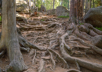 Huge roots of old trees growing on a hiking trail in the  Stolby National Wildlife Nature Reserve near the city of Krasnoyarsk, Russia.