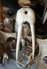 Охотничьи трофеи. Клыки моржа, рога лося.