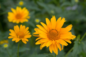 Yellow daisy on a meadow closeup. Flowers