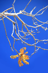 Trees branches  against the bright blue sky,with polarizing filter.