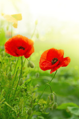 Two Poppy flowers isolated on green.