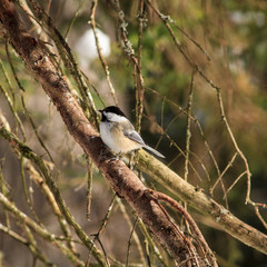 Obraz premium Black-capped Chickadee on Pine Branch