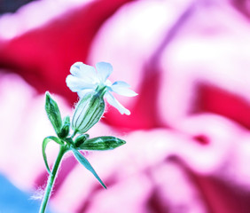 White flower on pink background