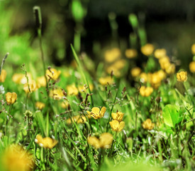 Yellow buttercups in sunny grass