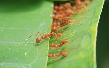 Ants Stitching Leaves Together Unity Concept