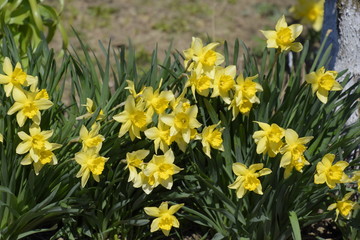 Obraz premium Spring flowering bulb plants in the flowerbed. Flowers daffodil yellow