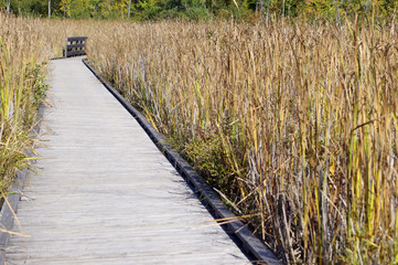 Wooden board walk with fall grass