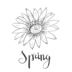 Hand drawn vector pen and ink illustration of Gerbera Daisy flower
