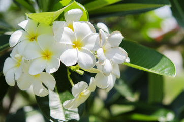 white frangipani tropical flower, plumeria flower blooming on tree, spa flower