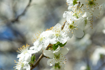 Sunny day and Plum tree with white Spring Blossoms over blurred nature background