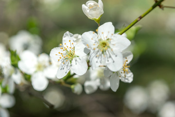 Sunny day and Plum tree with white Spring Blossoms over blurred nature background
