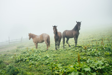 Three horses on a meadow with green grass in summer. Herd of horses on a meadow