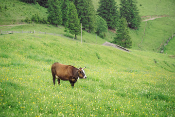 Brown cow at a mountain pasture in summer. Cow on fresh green grass of a mountain village.