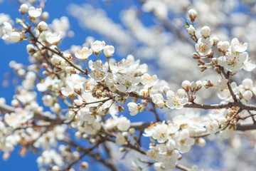 Sunny day and Plum tree with white Spring Blossoms over blurred nature background