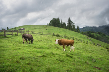 Brown cows at a mountain flank on a pasture in summer. Cow on a green grass of a mountain village.