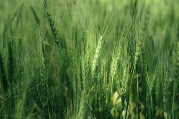 Wheat field with green spikelets. Macro photo of green ears of wheat. Rural landscape of a wheat field.