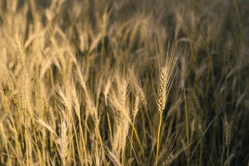 Sunny wheat field. Macro photo of ears of wheat. Rural landscape of a wheat field