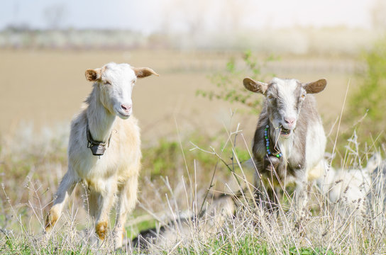 Two Adult Goats With Bells On Their Neck Eating On Pasture