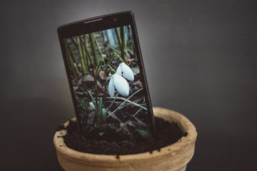 Mobile phone in the flowerpot