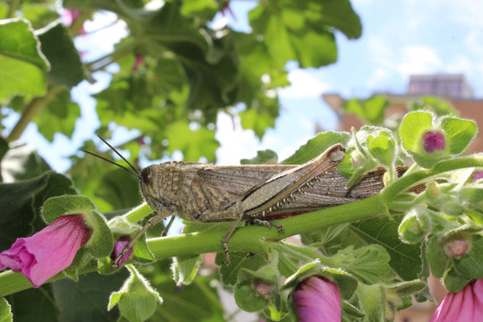 Locust in Pink Flowers