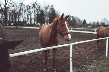 Beautiful big brown horse standing behind the fence   
