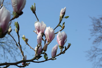 Magnolie, Tulpenbaum