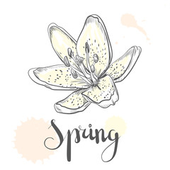 Hand drawn vector pen and ink illustration of Lily flower