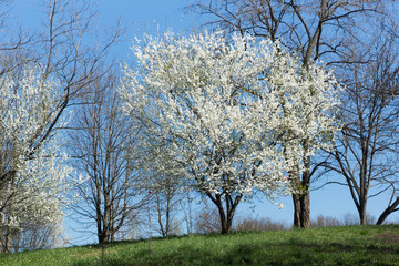 Fototapeta premium Sunny day and Plum tree with white Spring Blossoms over blurred nature background