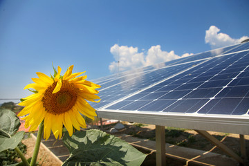 We can see a beautiful sunflower which is growing next to solar panels. The day is sunny and wonderful.