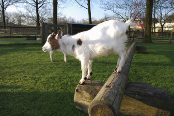 Fototapeta premium Goat jumped up on a wooden log.