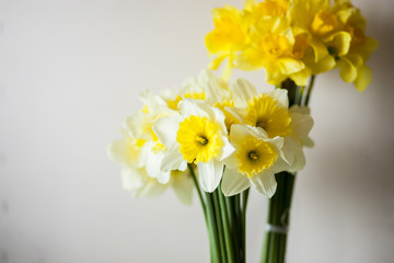 Daffodils on a white background 
