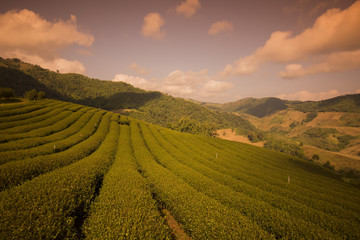 THAILAND CHIANG RAI MAE SALONG TEA PLANTATION