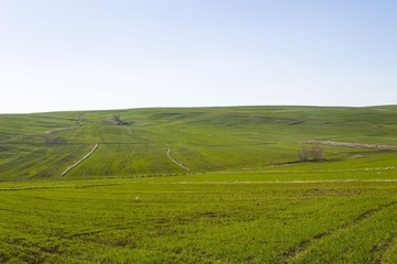Wheat cultivated farmland, wheat germinating with the coming of spring
