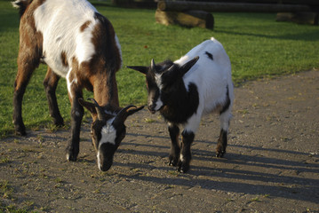 Naklejka na ściany i meble Goats grazing in a meadow.