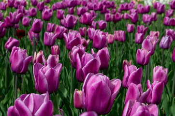 Field with tulips.