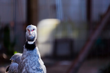 カンムリサケビドリ

