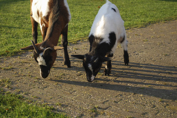 Obraz premium Goats grazing in a meadow.