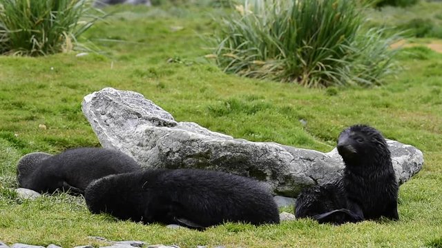 Antarctic fur seal pup close-up in grass